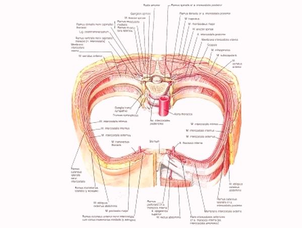 Границы отдельных мышечных волокон