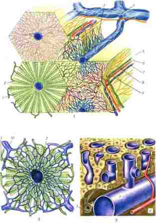Плазматические мембраны клеток