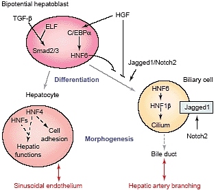 Процессы обмена между гепатоцитами и кровью