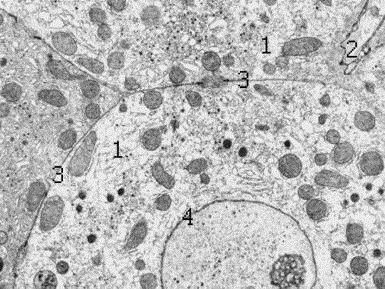 Проявление гетерохронического развития клеток