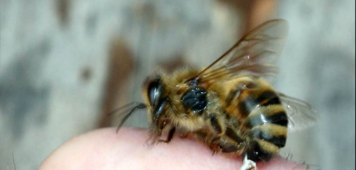 Что такое апитерапия (пчелолечение)?