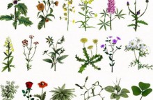 Что нужно знать о лекарственных растениях?